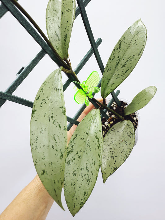 Hoya pubicalyx pink silver ghost