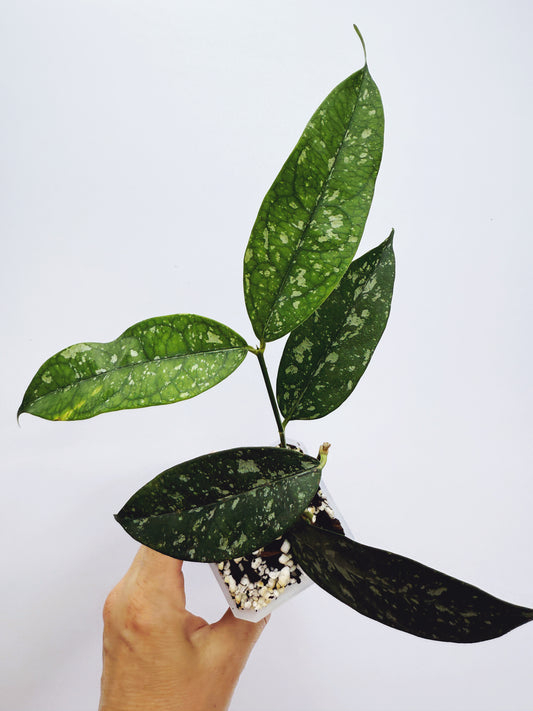 Hoya campanulata splash