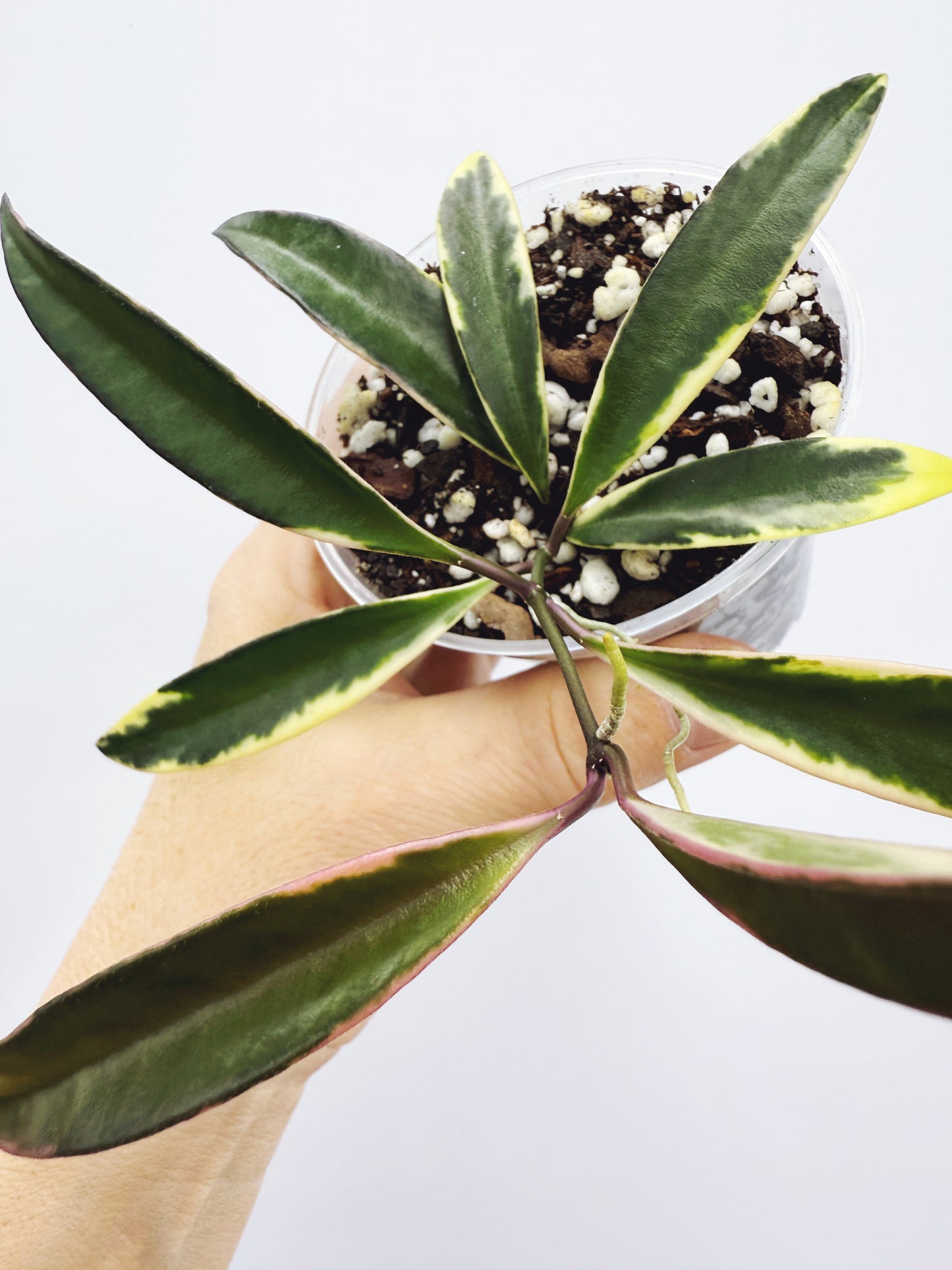 Hoya kentiana lori lynn