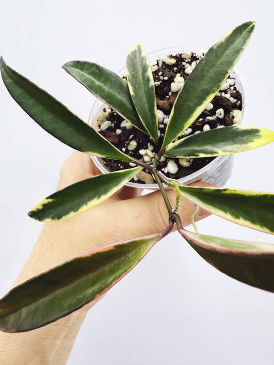 Hoya kentiana lori lynn