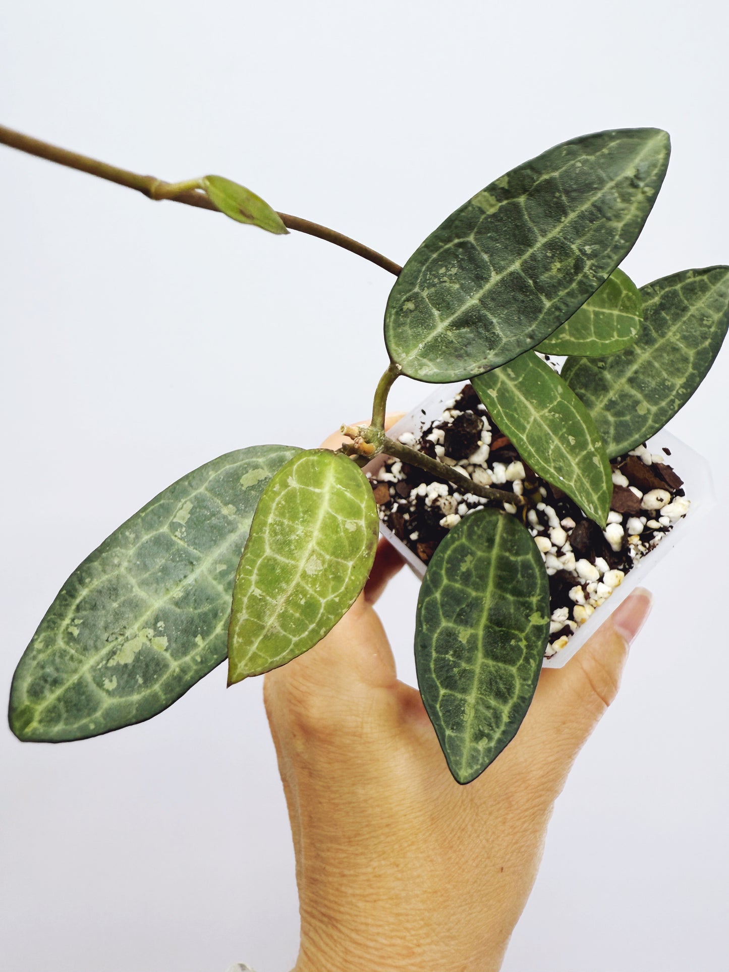 Hoya elliptica black petiole