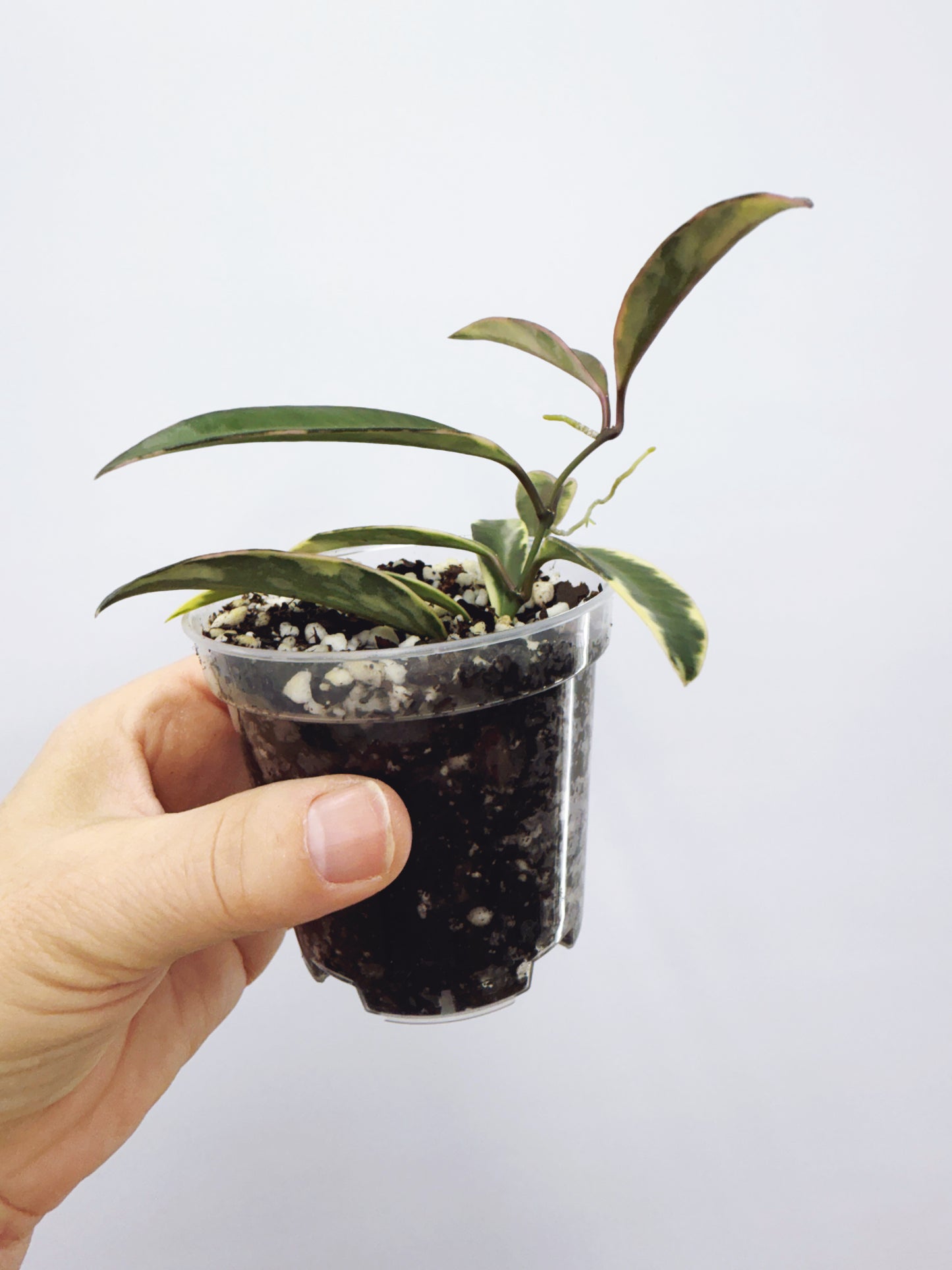 Hoya kentiana lori lynn