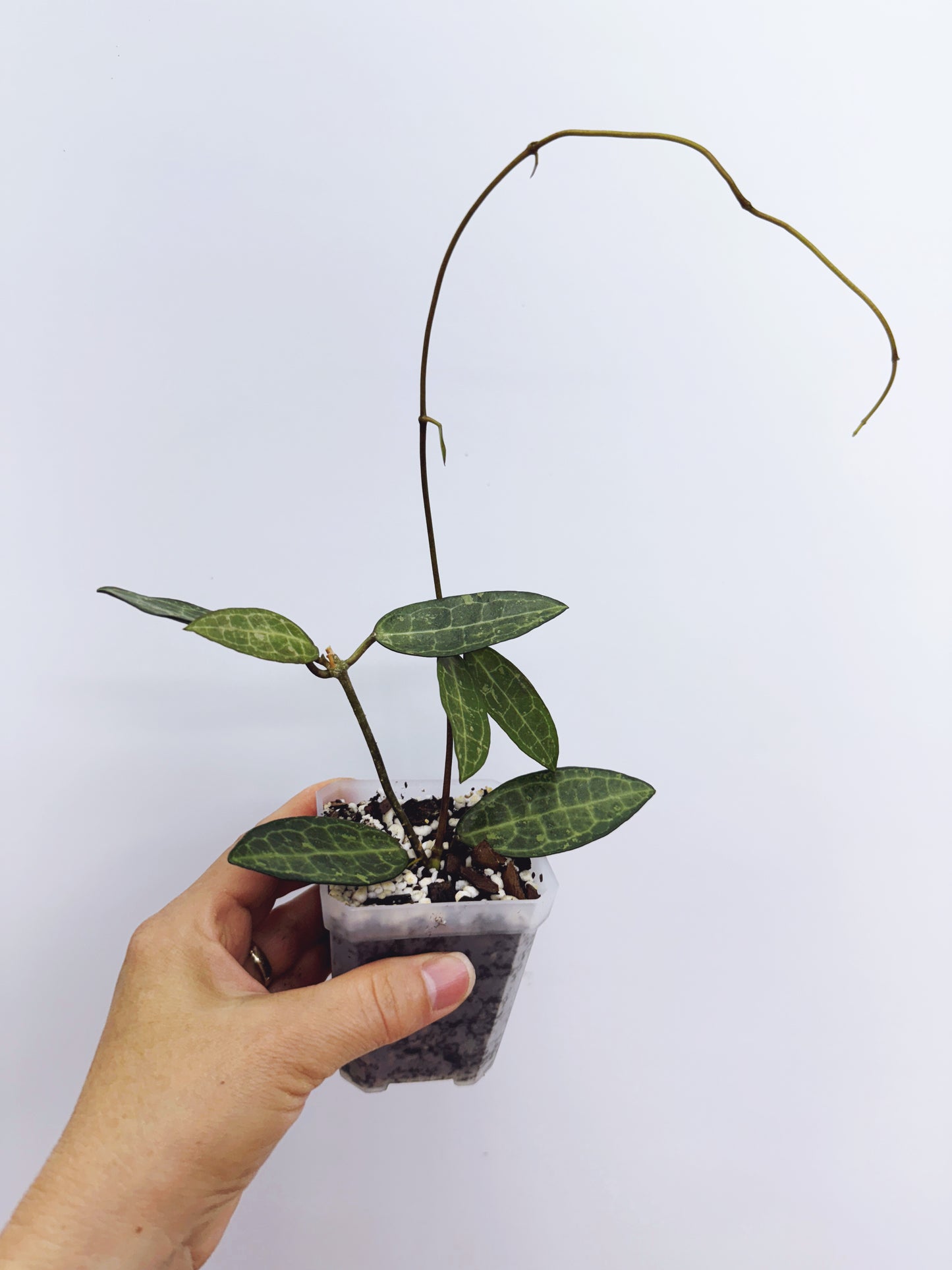 Hoya elliptica black petiole