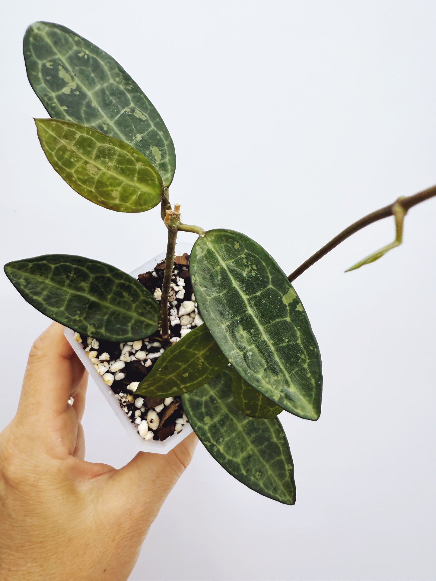 Hoya elliptica black petiole