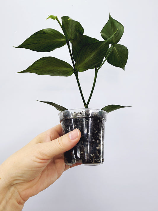 Hoya polyneura silver