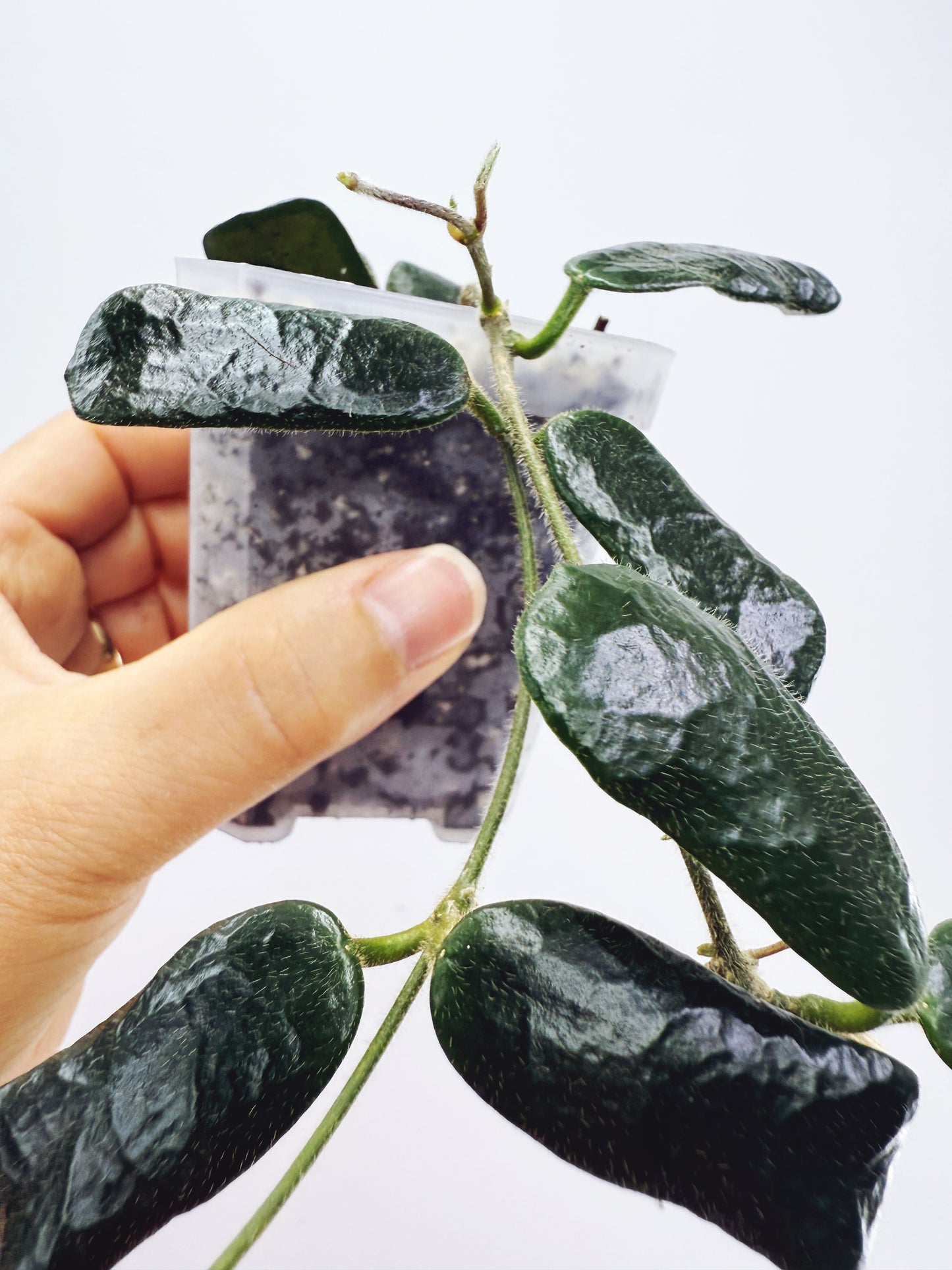 Hoya rotundiflora