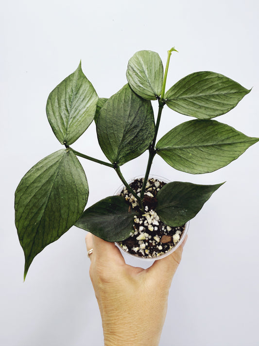 Hoya polyneura silver