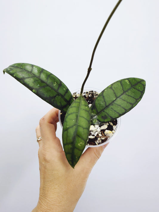 Hoya callistophylla black cat