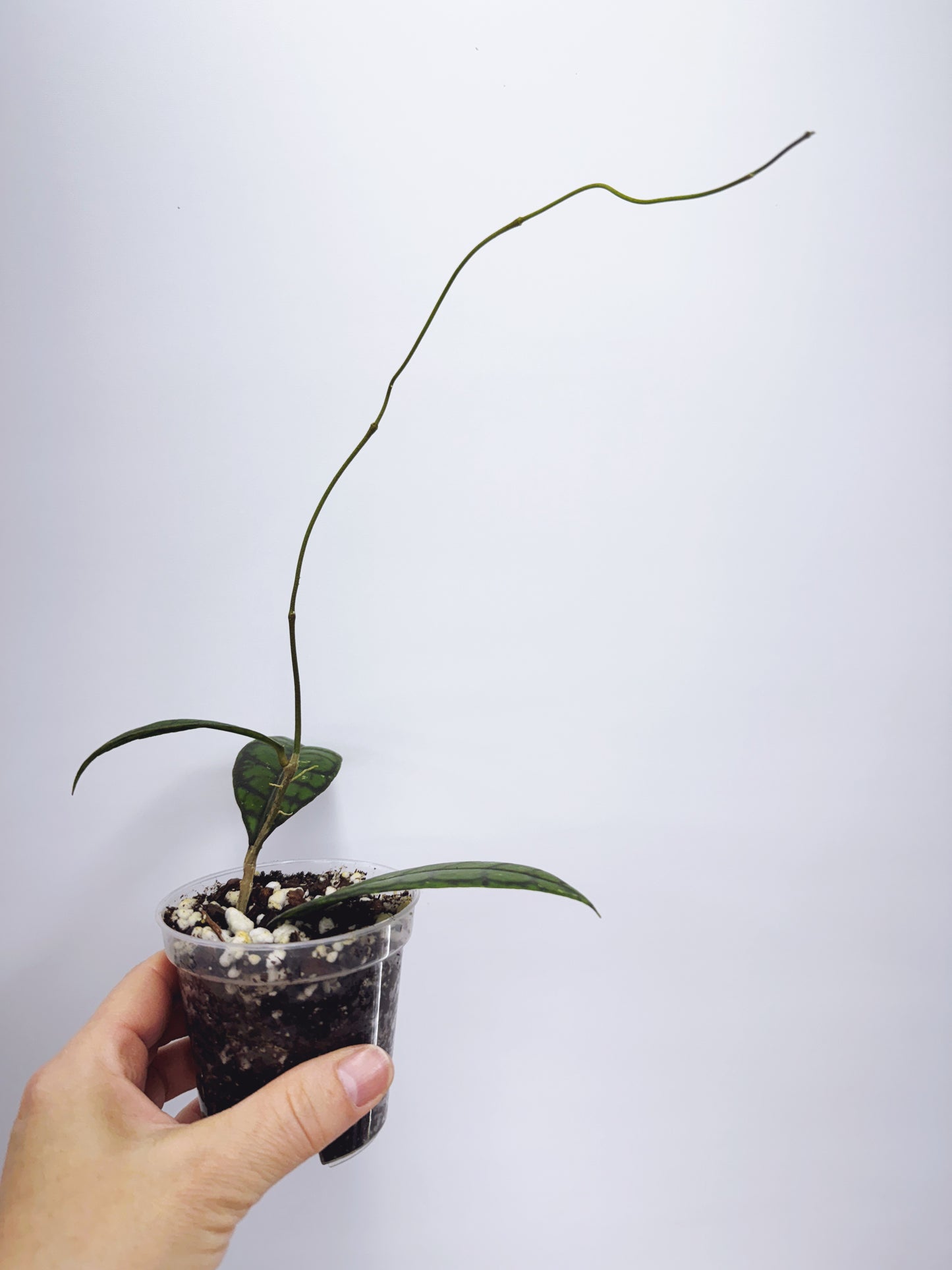 Hoya callistophylla black cat