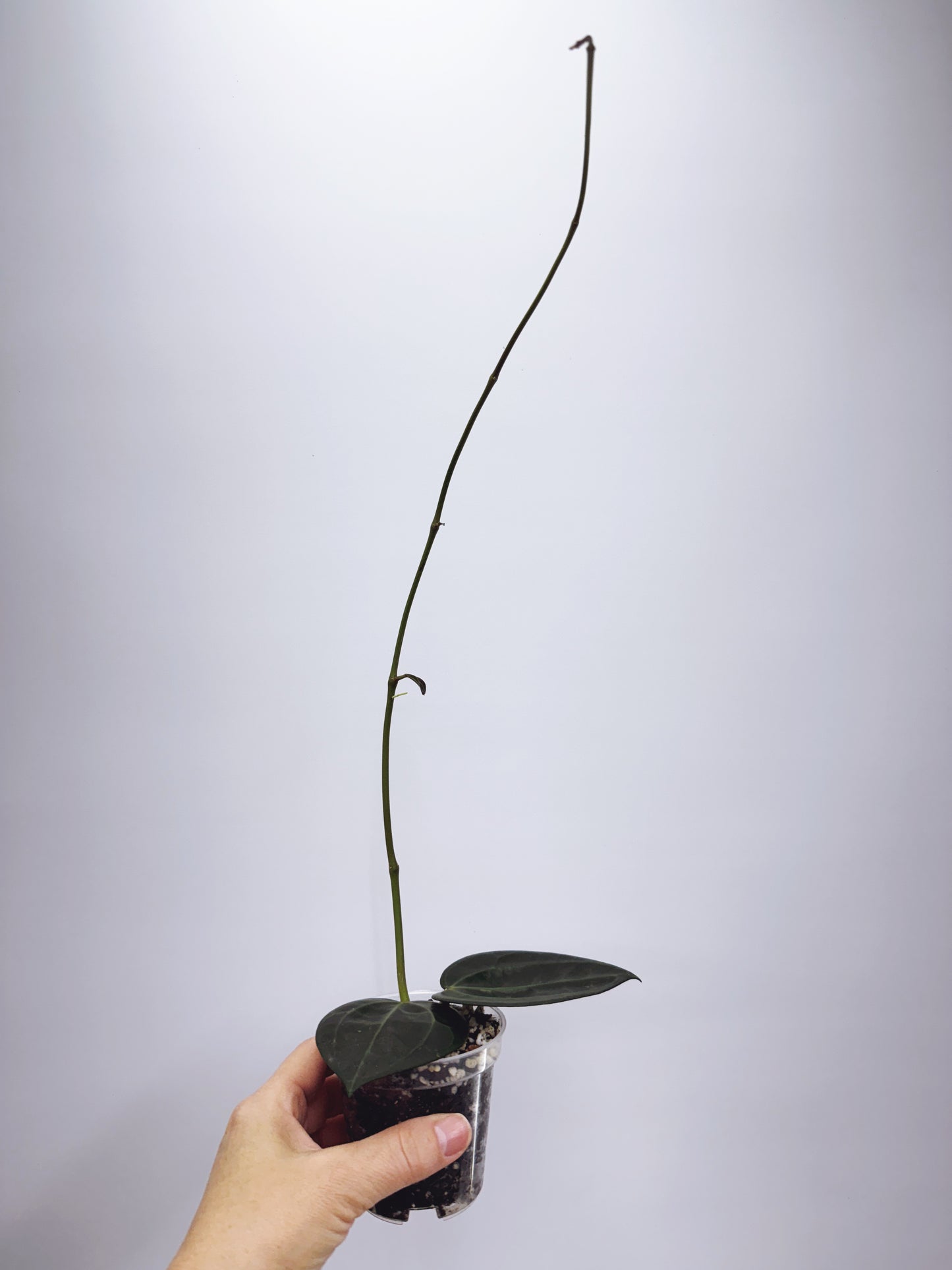 Hoya Macrophylla Red