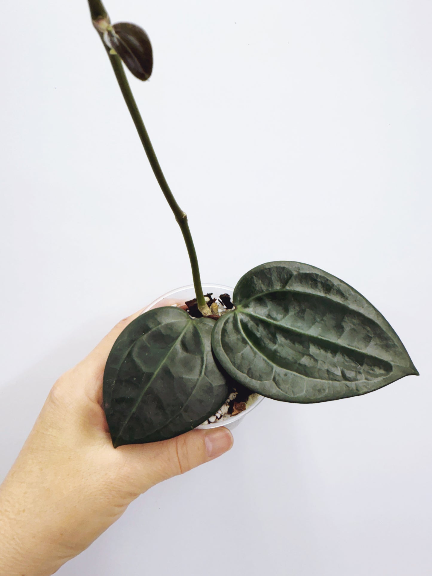 Hoya Macrophylla Red