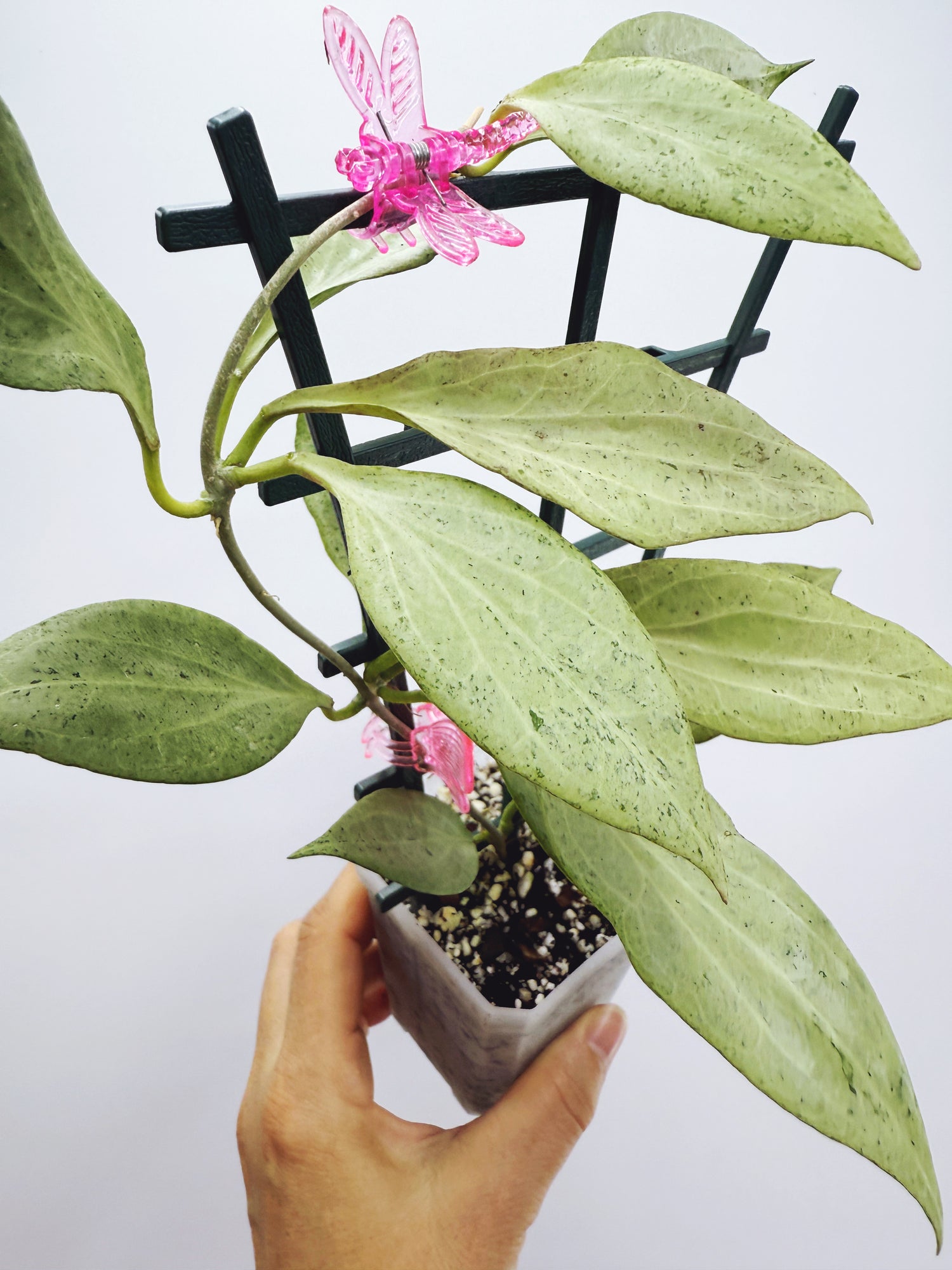 Current Plants