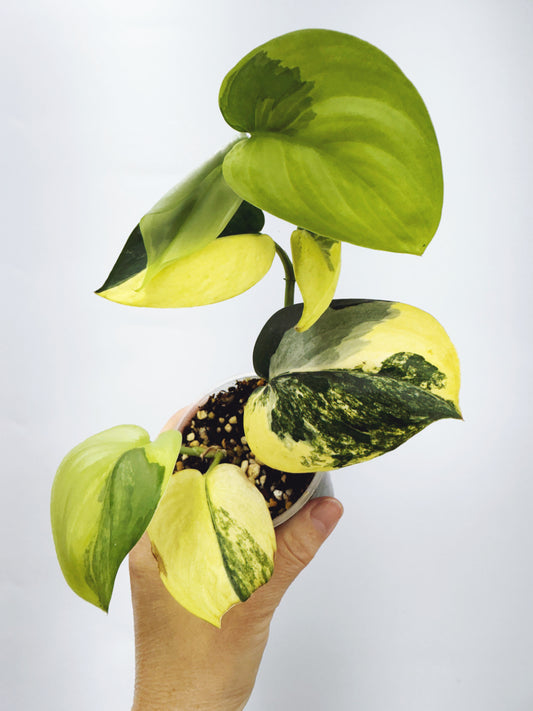 Scindapsus Jade Satin Aurea Variegated