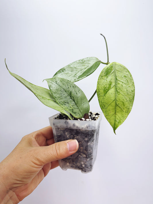 Hoya coriacea silver