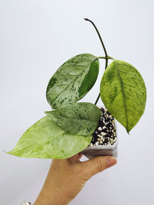 Hoya coriacea silver