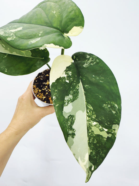 Syngonium Chiapense Variegated