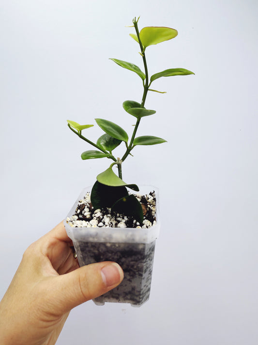 Hoya biakensis splash