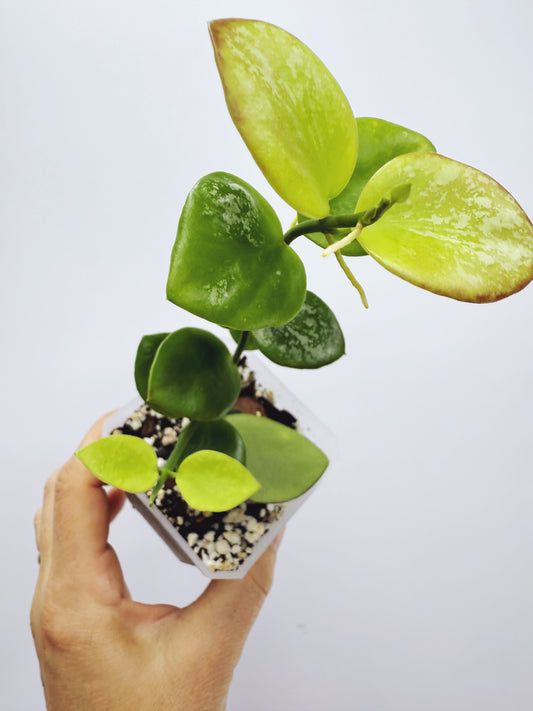 Hoya biakensis splash
