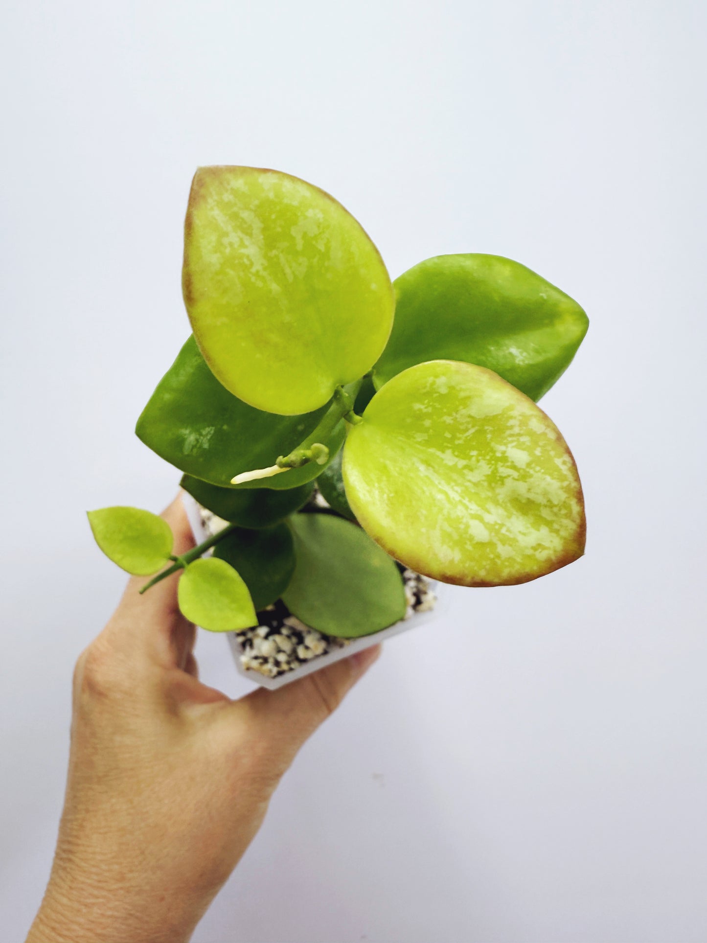 Hoya biakensis splash