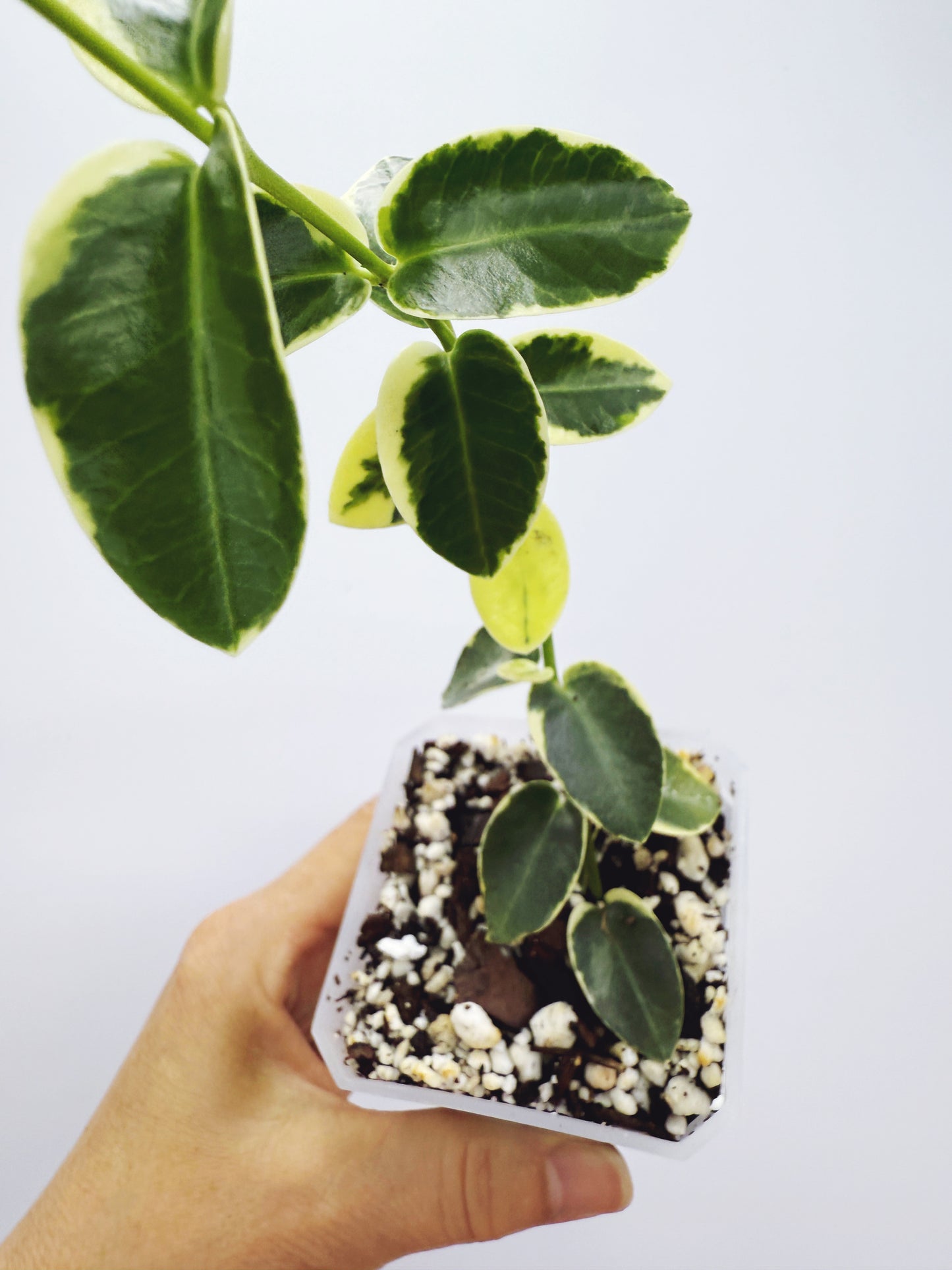 Hoya cummingiana variegated