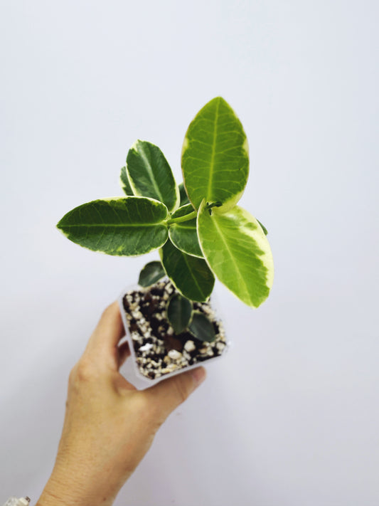Hoya cummingiana variegated