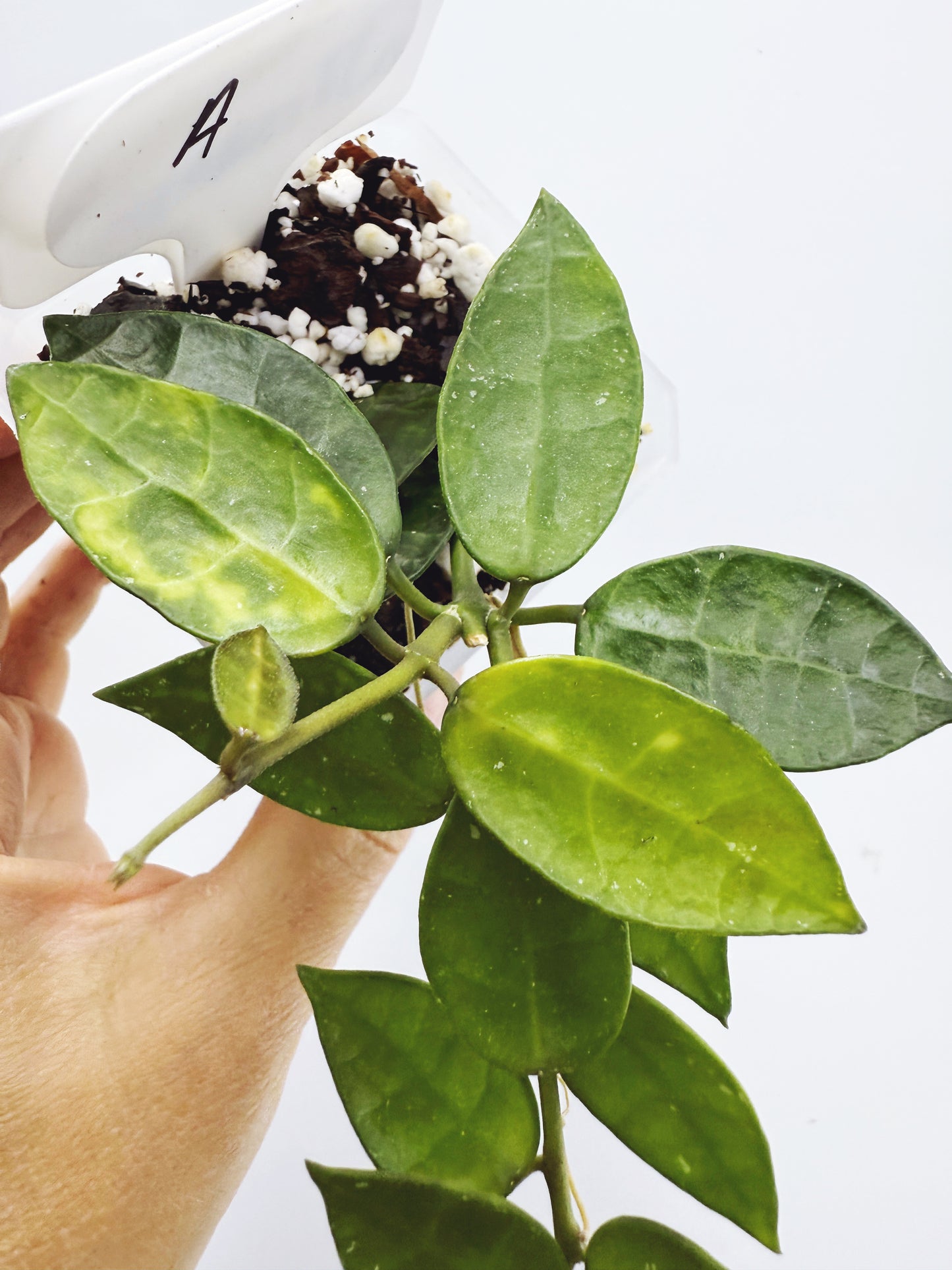 Hoya lacunosa amarillo (Plant A)