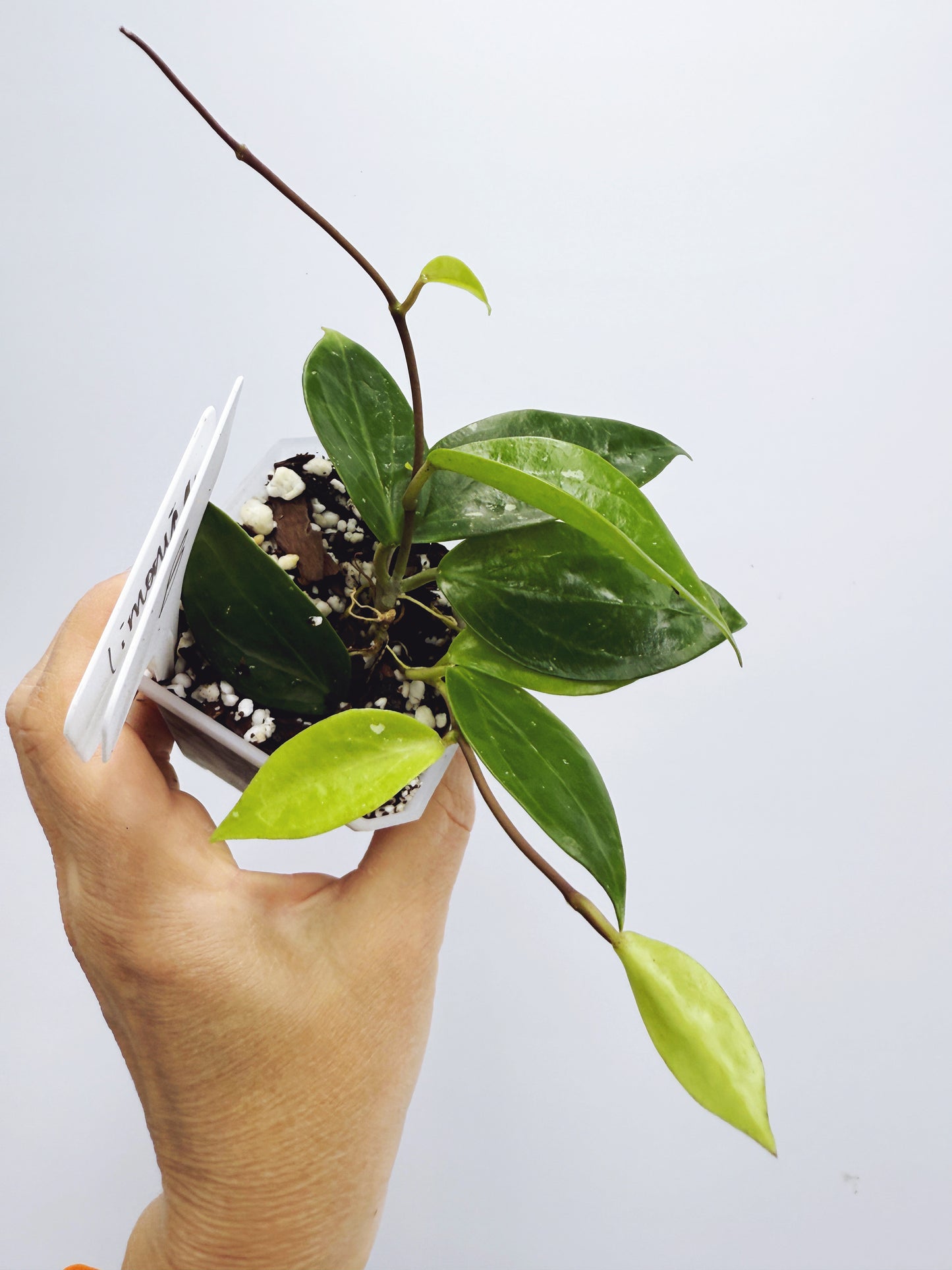 Hoya limonica (Plant B)