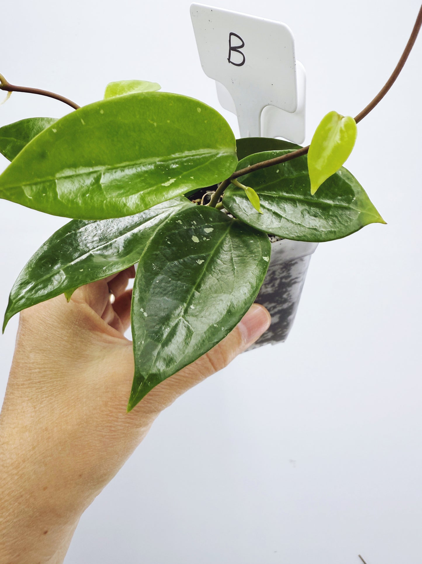 Hoya limonica (Plant B)
