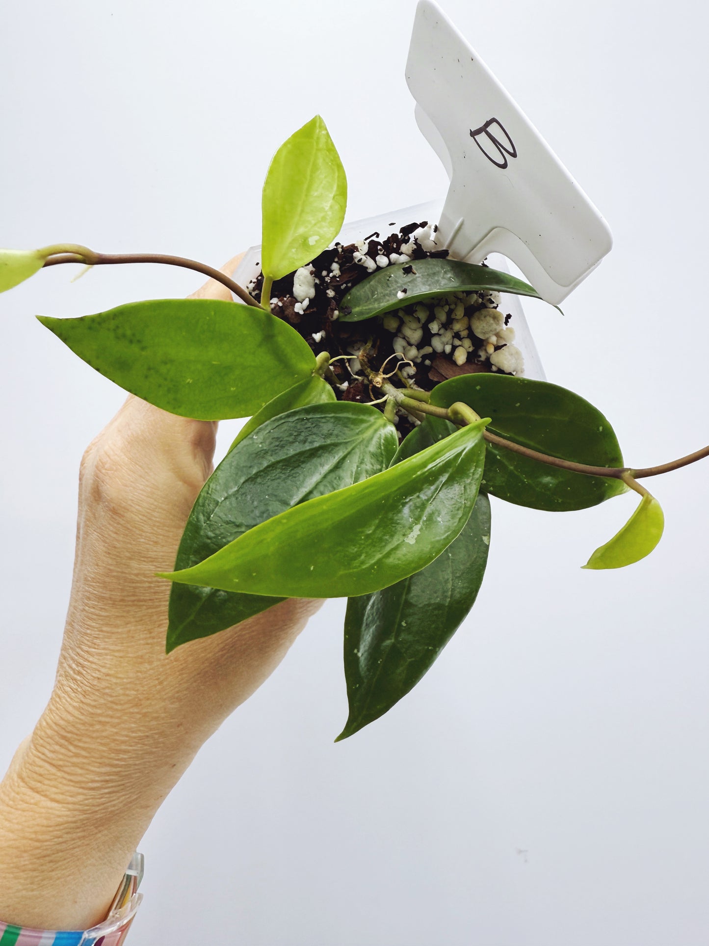 Hoya limonica (Plant B)