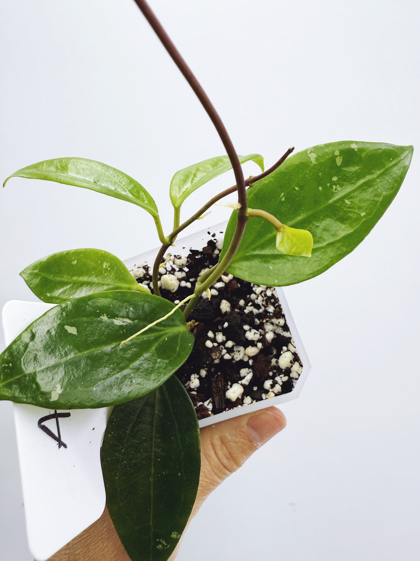 Hoya limonica (Plant A)