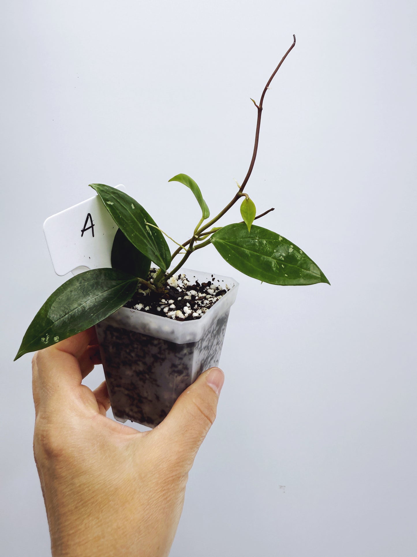 Hoya limonica (Plant A)