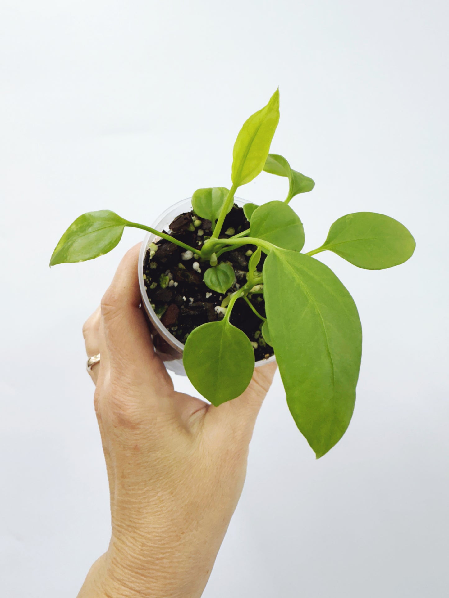 Anthurium vittarifolium x self seedling