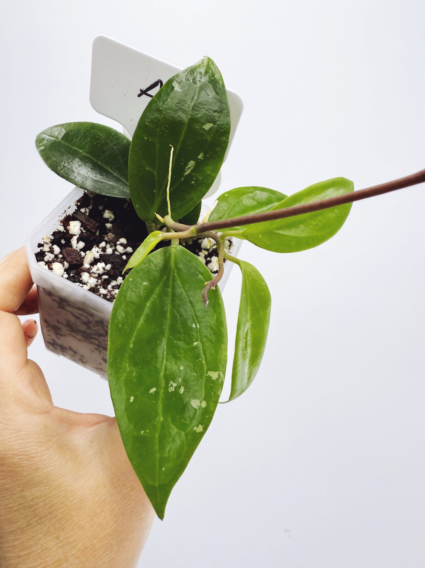 Hoya limonica (Plant A)