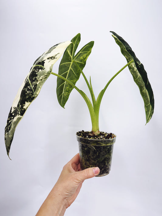 Alocasia frydek variegated