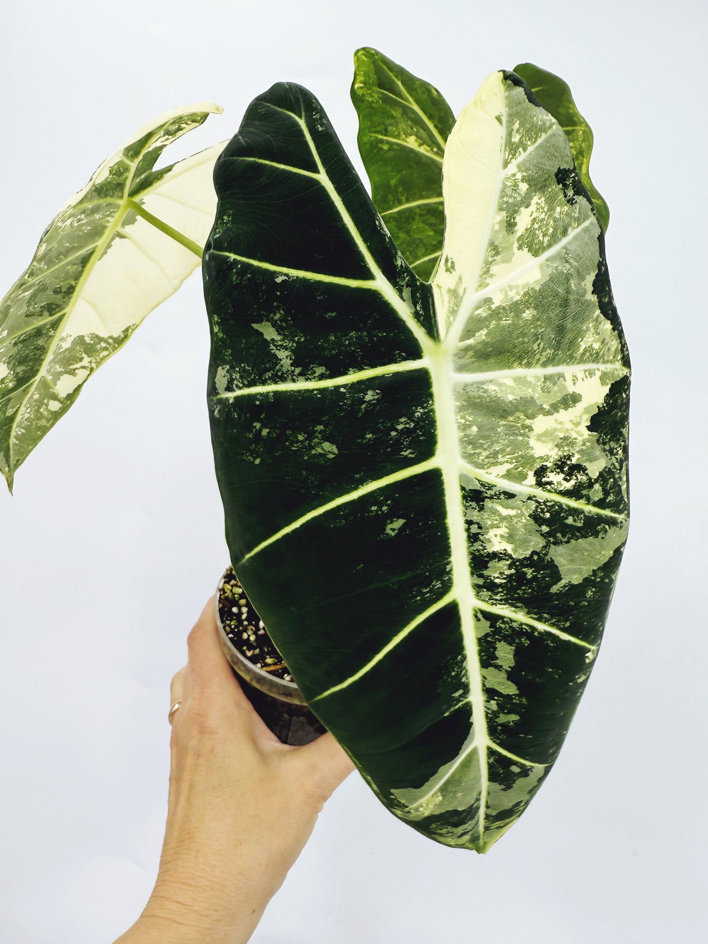 Alocasia frydek variegated