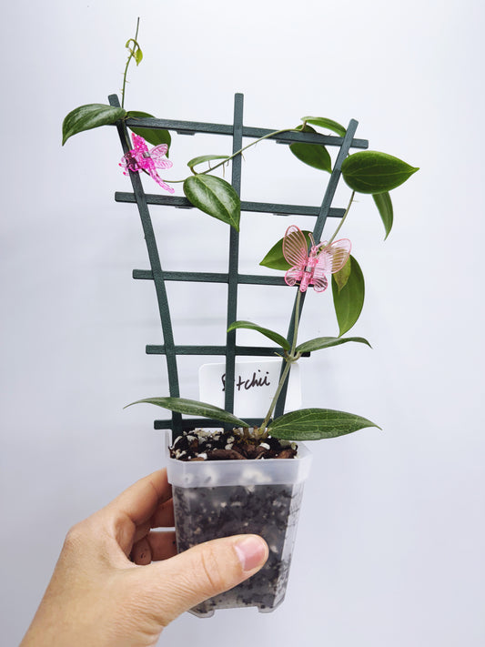 Hoya fitchii (Plant A)