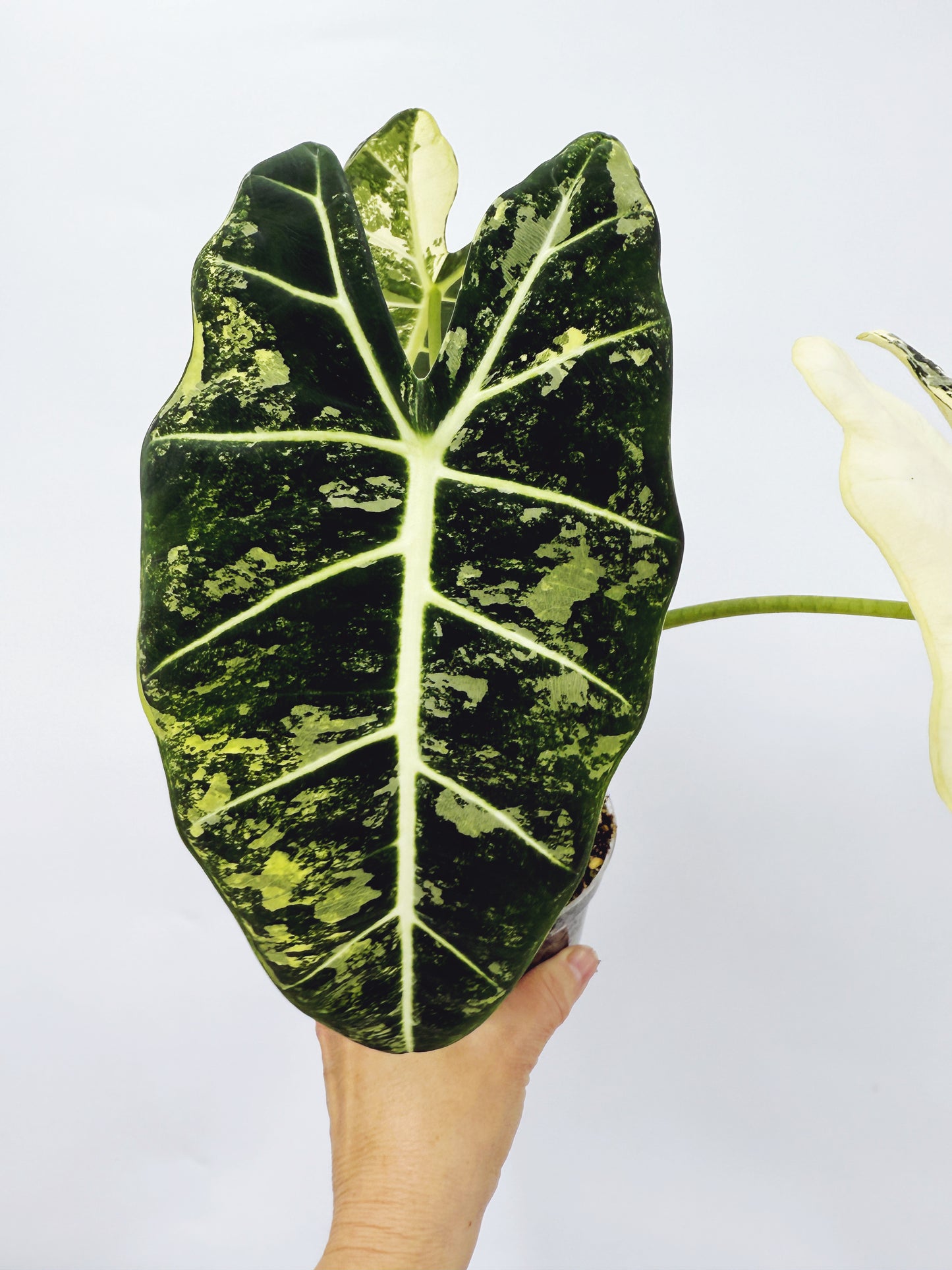 Alocasia frydek variegated