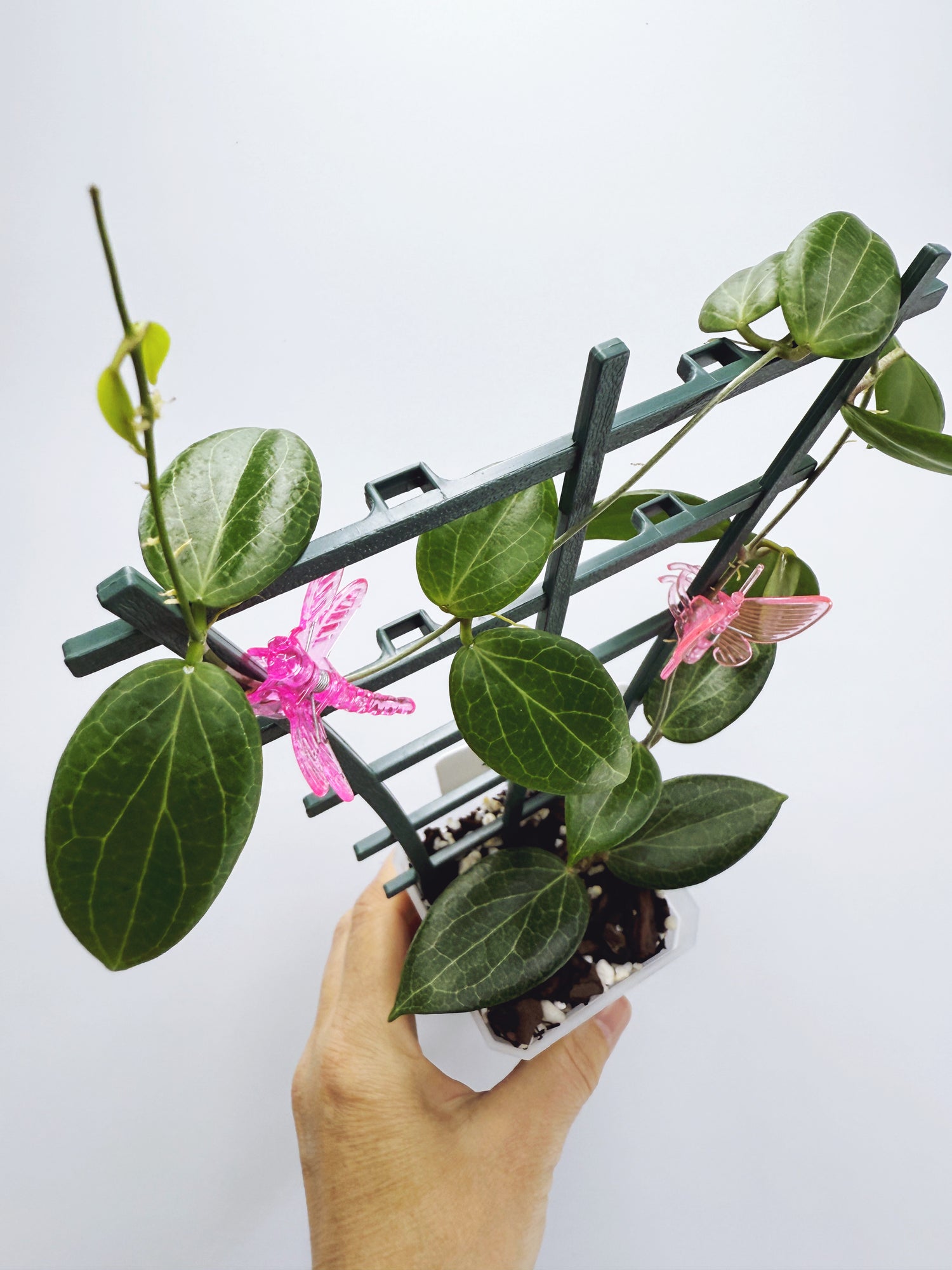 Current Plants