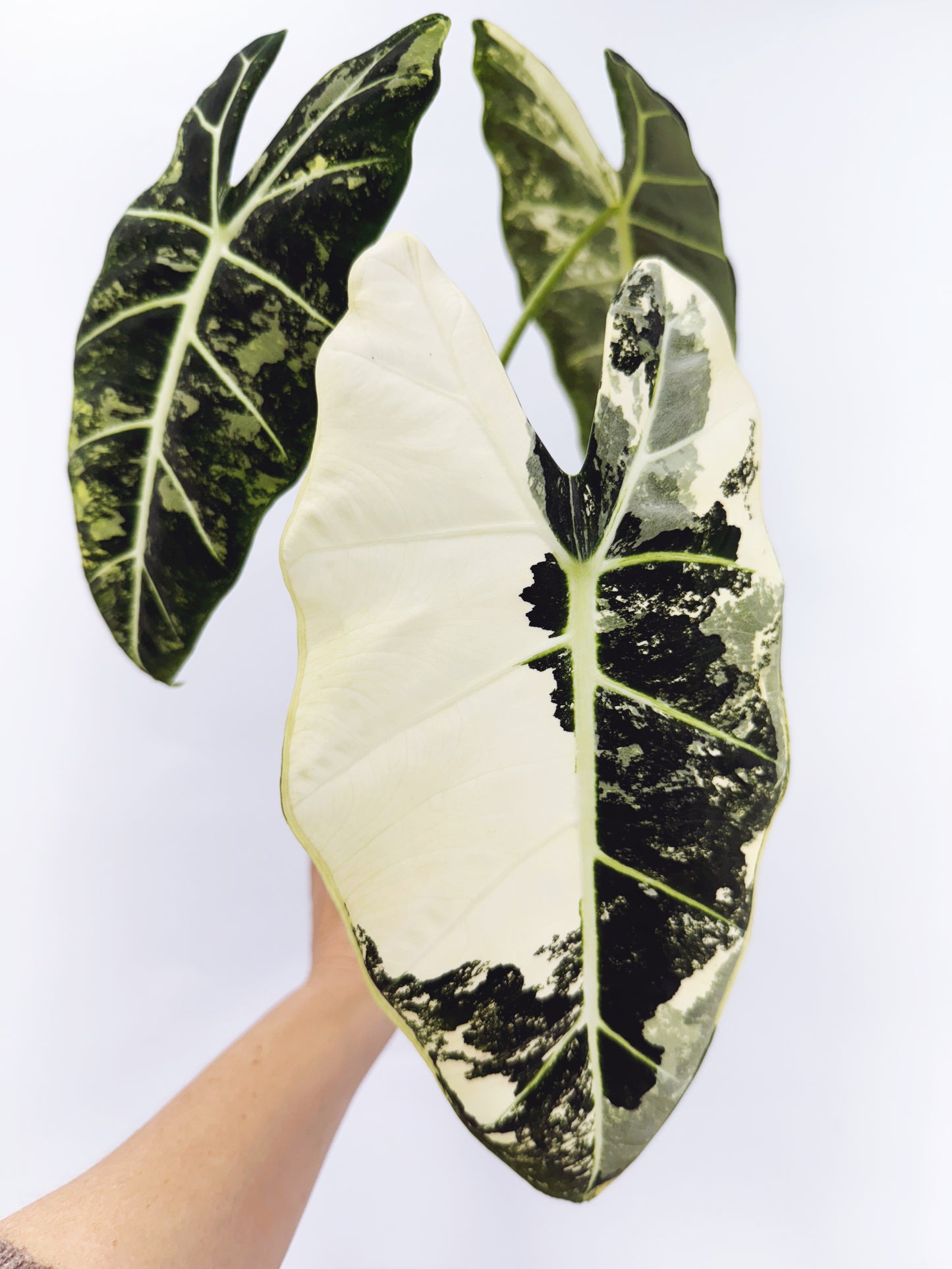 Alocasia frydek variegated