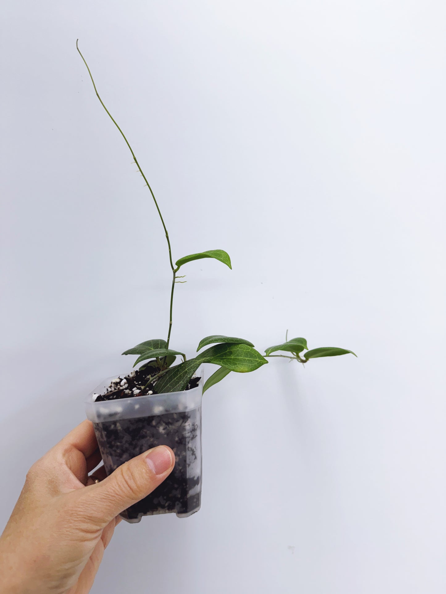 Hoya fitchii (Plant B)