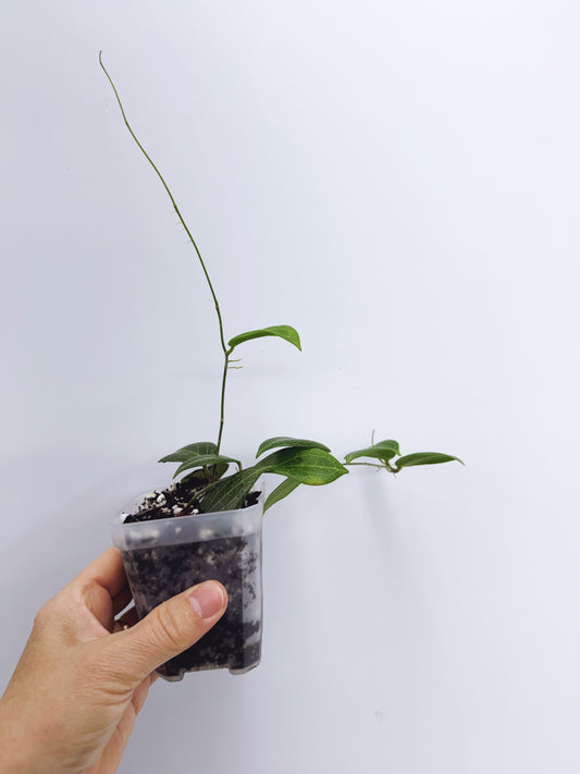 Hoya fitchii (Plant B)