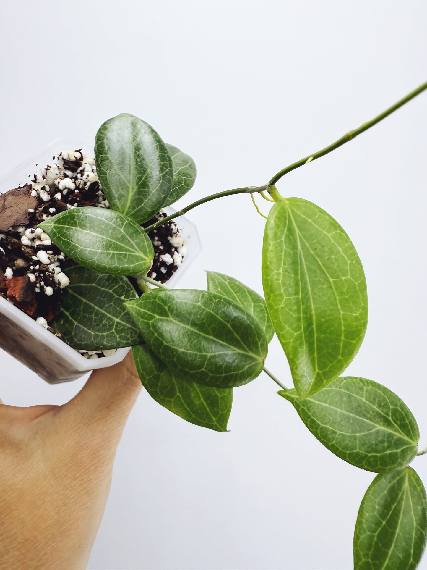 Hoya fitchii (Plant B)