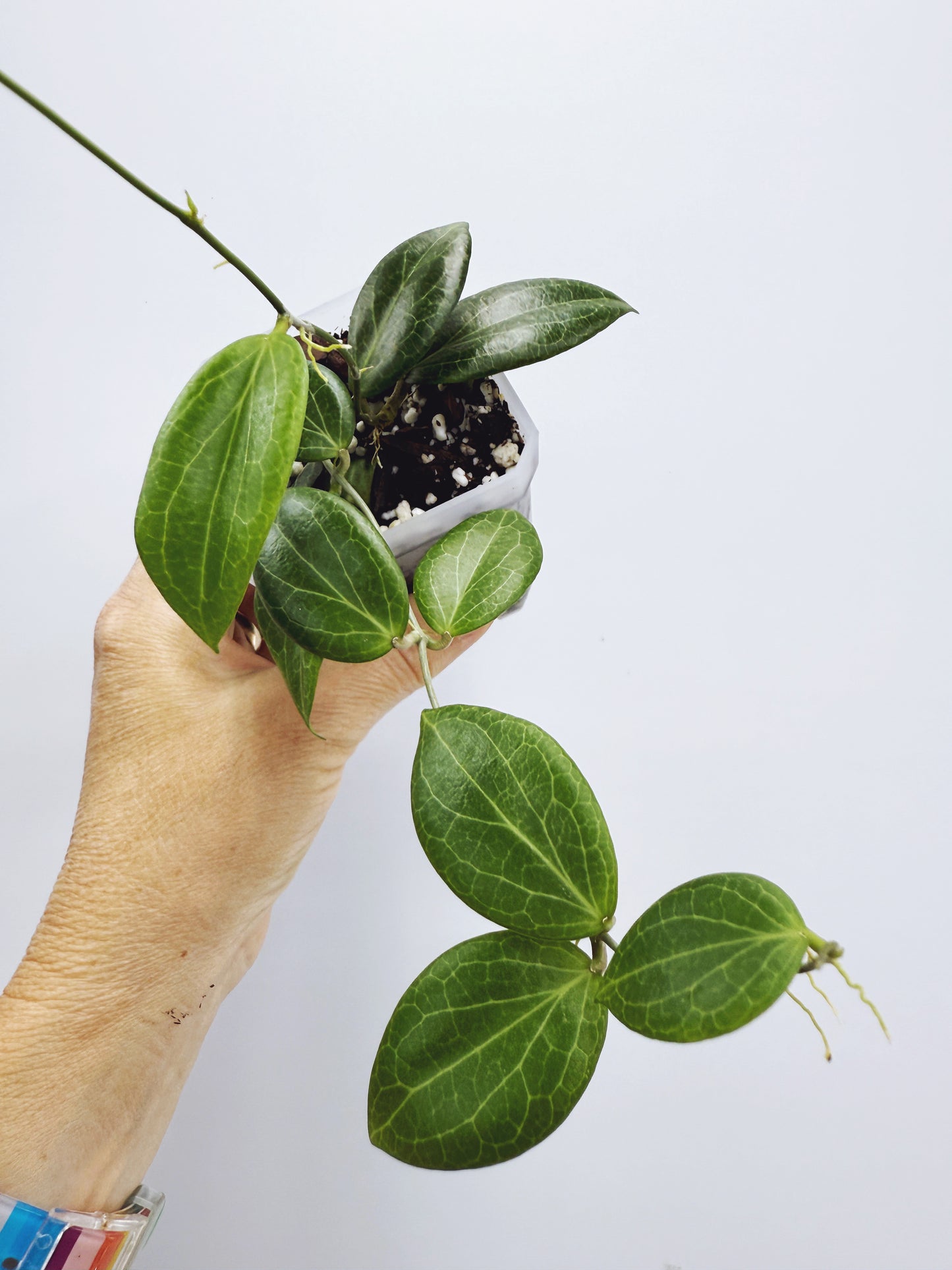 Hoya fitchii (Plant B)