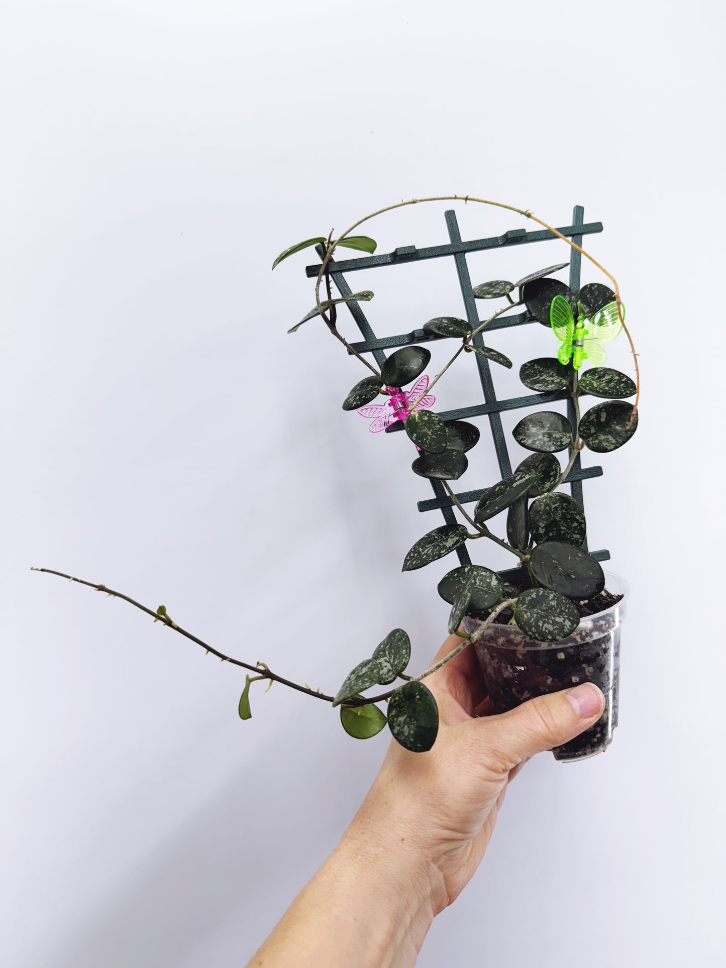 Hoya mathilde splash