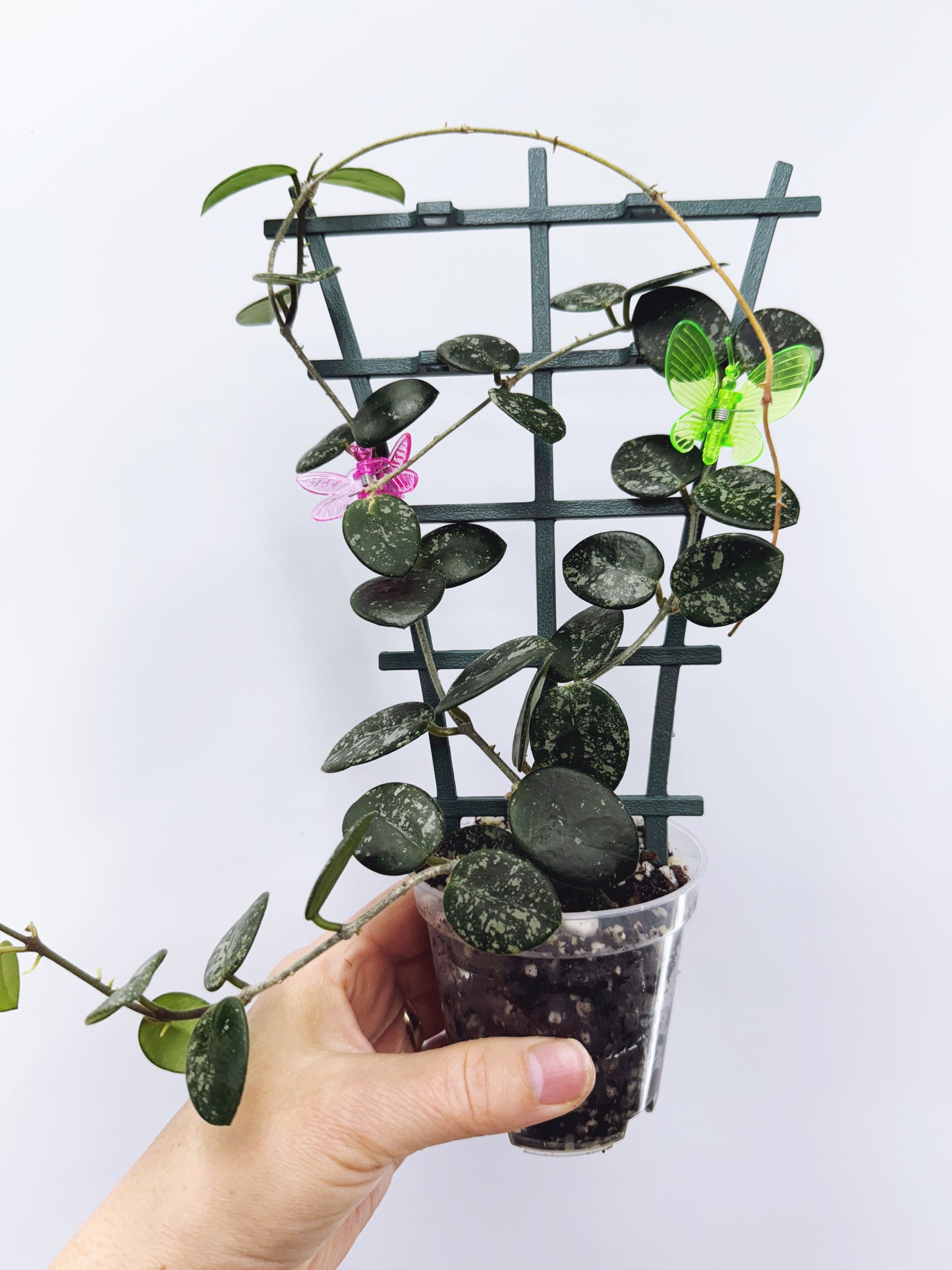 Hoya mathilde splash