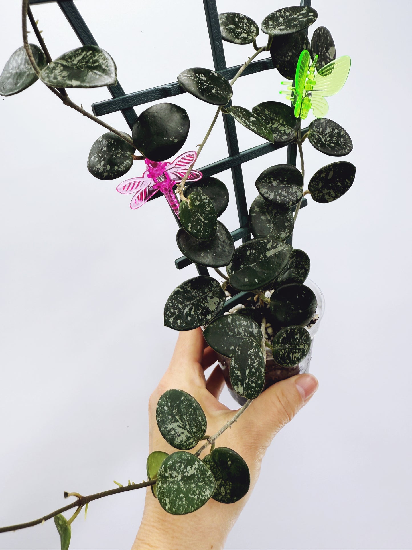 Hoya mathilde splash