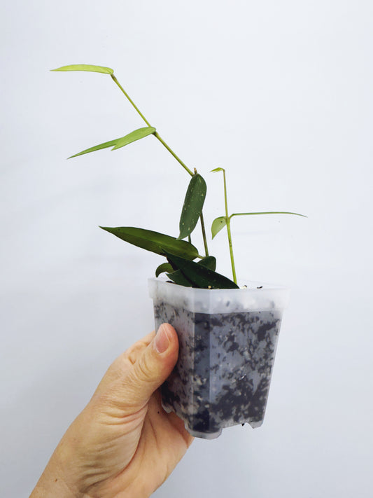 Hoya burmanica