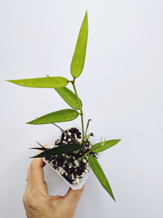 Hoya burmanica