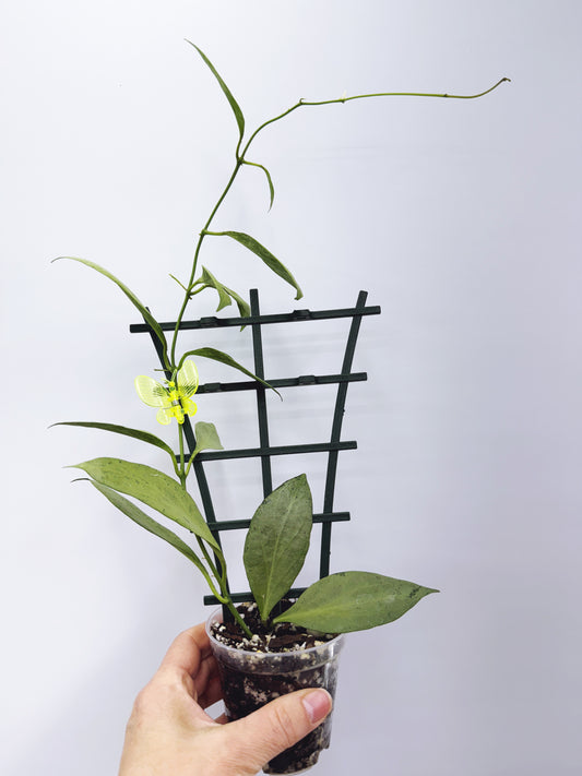 Hoya new guinea ghost