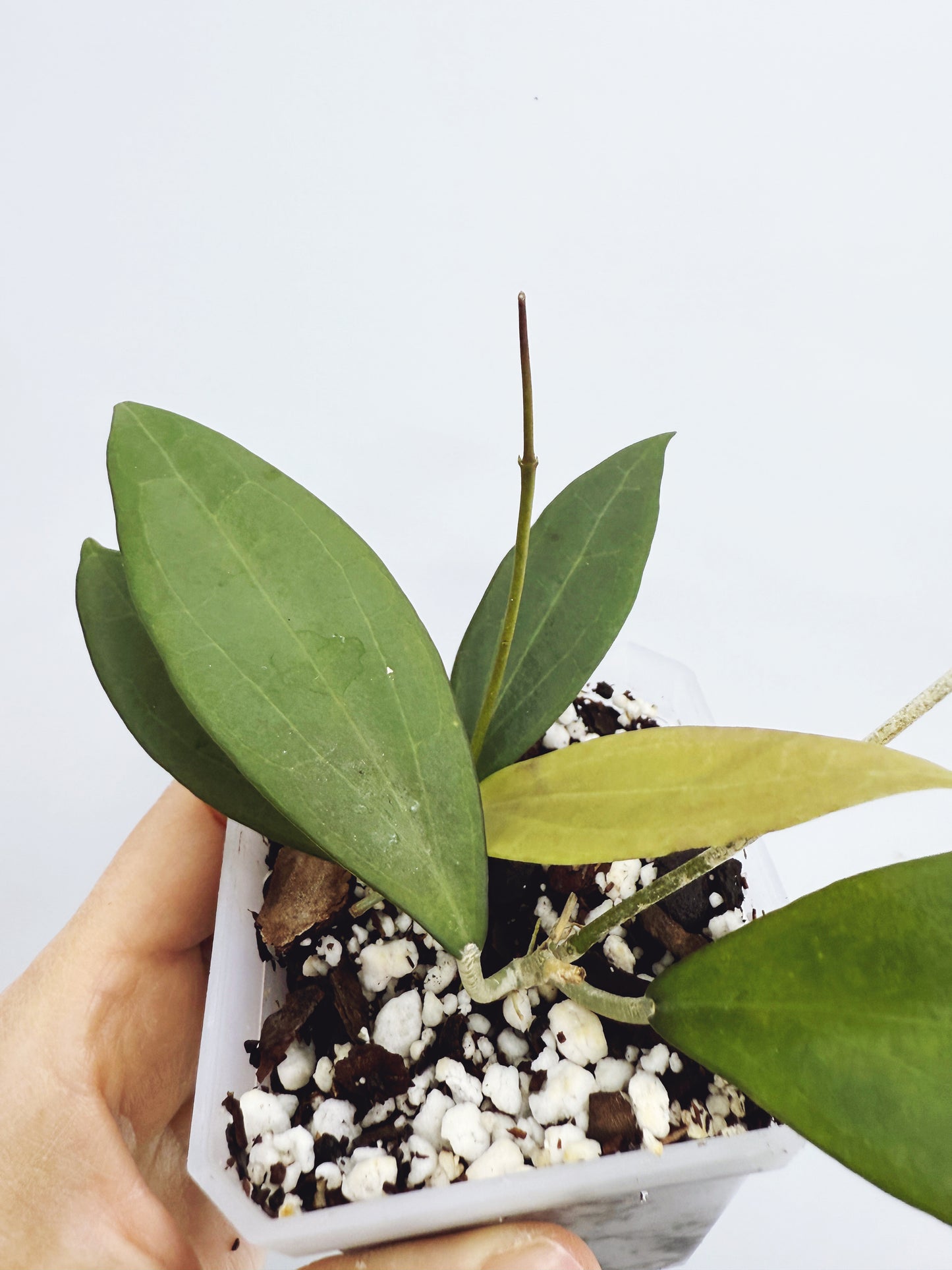 Hoya microdwarf